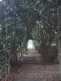 Niguel_Botanical_Preserve_0516-090-thumbnail.jpg