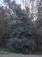 Niguel_Botanical_Preserve_0516-092-thumbnail.jpg