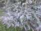 Niguel_Botanical_Preserve_0516-093-thumbnail.jpg