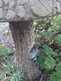 Niguel_Botanical_Preserve_0516-097-thumbnail.jpg