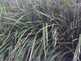 Niguel_Botanical_Preserve_0516-100-thumbnail.jpg