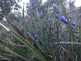 Niguel_Botanical_Preserve_0516-101-thumbnail.jpg