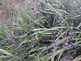 Niguel_Botanical_Preserve_0516-102-thumbnail.jpg