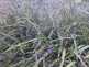 Niguel_Botanical_Preserve_0516-104-thumbnail.jpg
