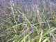 Niguel_Botanical_Preserve_0516-105-thumbnail.jpg