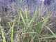 Niguel_Botanical_Preserve_0516-106-thumbnail.jpg