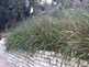 Niguel_Botanical_Preserve_0516-107-thumbnail.jpg