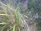 Niguel_Botanical_Preserve_0516-108-thumbnail.jpg