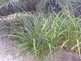 Niguel_Botanical_Preserve_0516-109-thumbnail.jpg