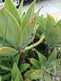 cool_spiders_2017-06-10_1-Argiope_argentata-thumbnail.jpg