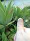 cool_spiders_2017-06-10_2-Argiope_argentata-thumbnail.jpg
