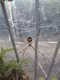 cool_spiders_2017-07-08_1-Argiope_argentata-thumbnail.jpg