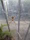 cool_spiders_2017-07-08_2-Argiope_argentata-thumbnail.jpg