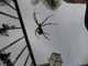 cool_spiders_2017-07-08_4-Argiope_argentata-thumbnail.jpg