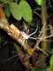 cool_spiders_2017-08-12_1-Argiope_argentata-thumbnail.jpg