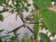 cool_spiders_2017-08-13_2-Argiope_argentata-thumbnail.jpg