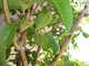 cool_spiders_2017-08-13_4-Argiope_argentata-thumbnail.jpg