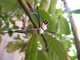 cool_spiders_2017-08-13_5-Argiope_argentata-thumbnail.jpg