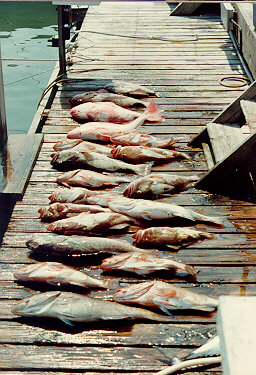 dock laden with dead fish