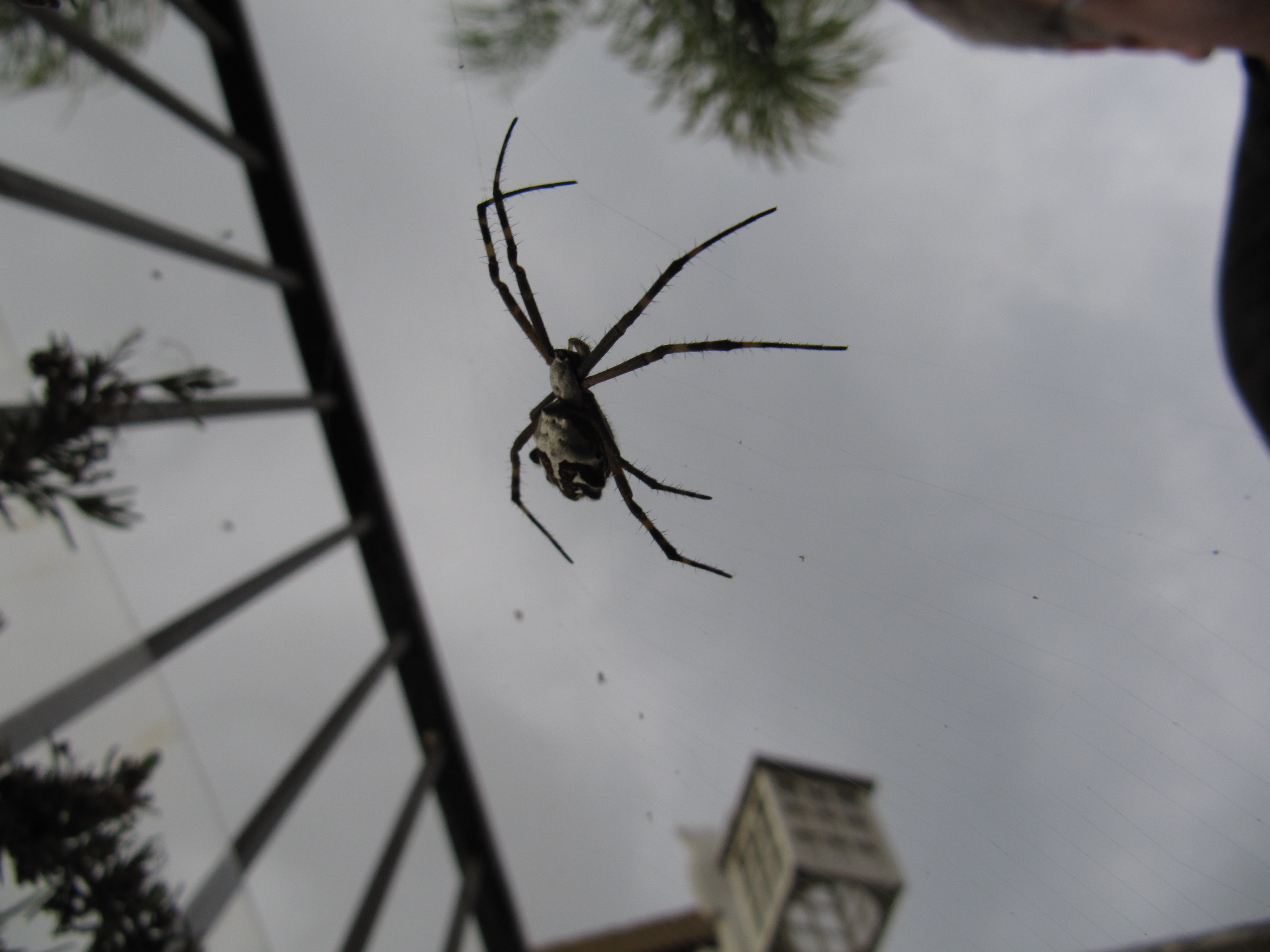 cool_spiders_2017-07-08_4-Argiope_argentata-full-size.jpg