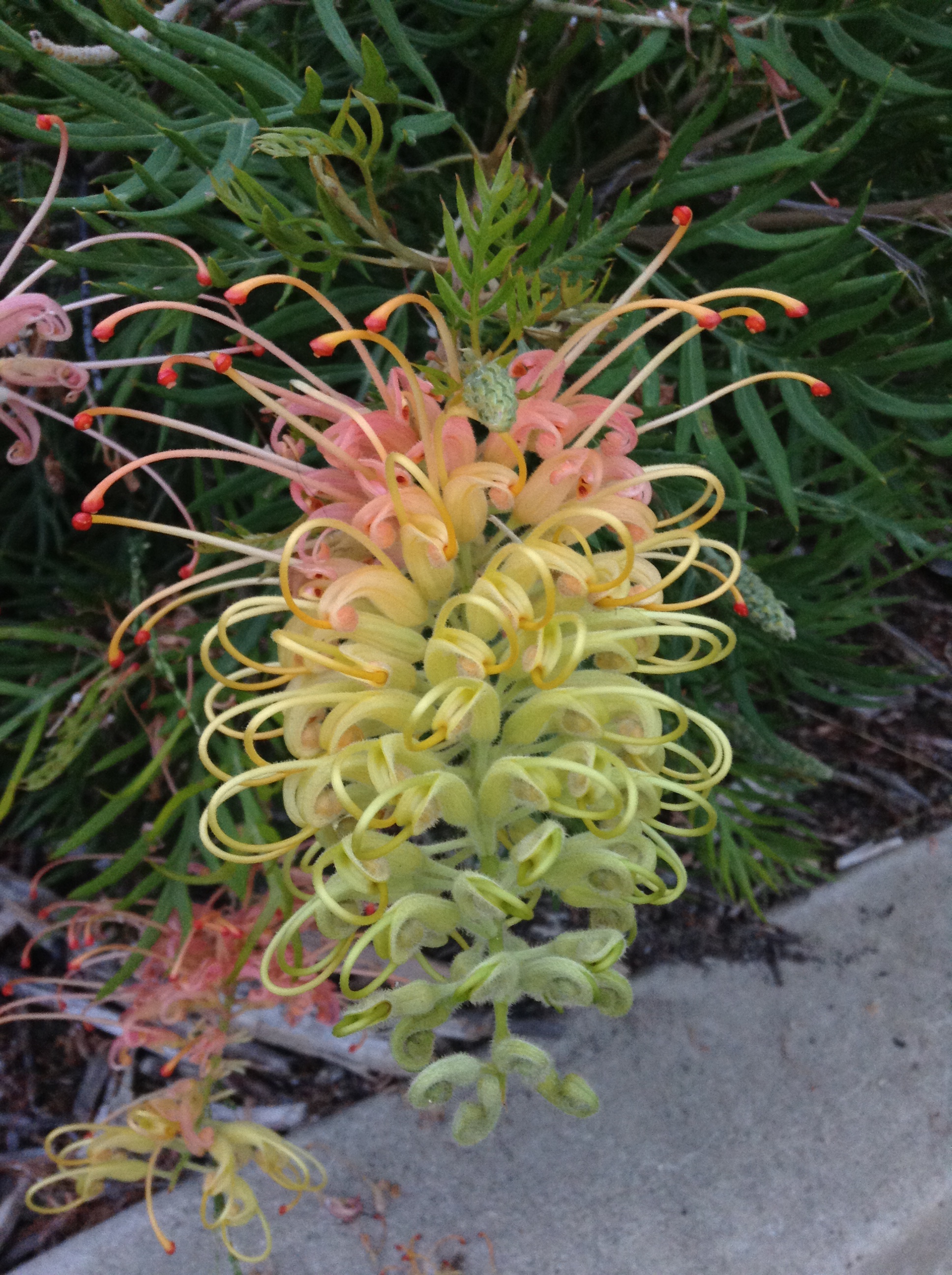 Niguel_Botanical_Preserve_0516-001-full-size.jpg