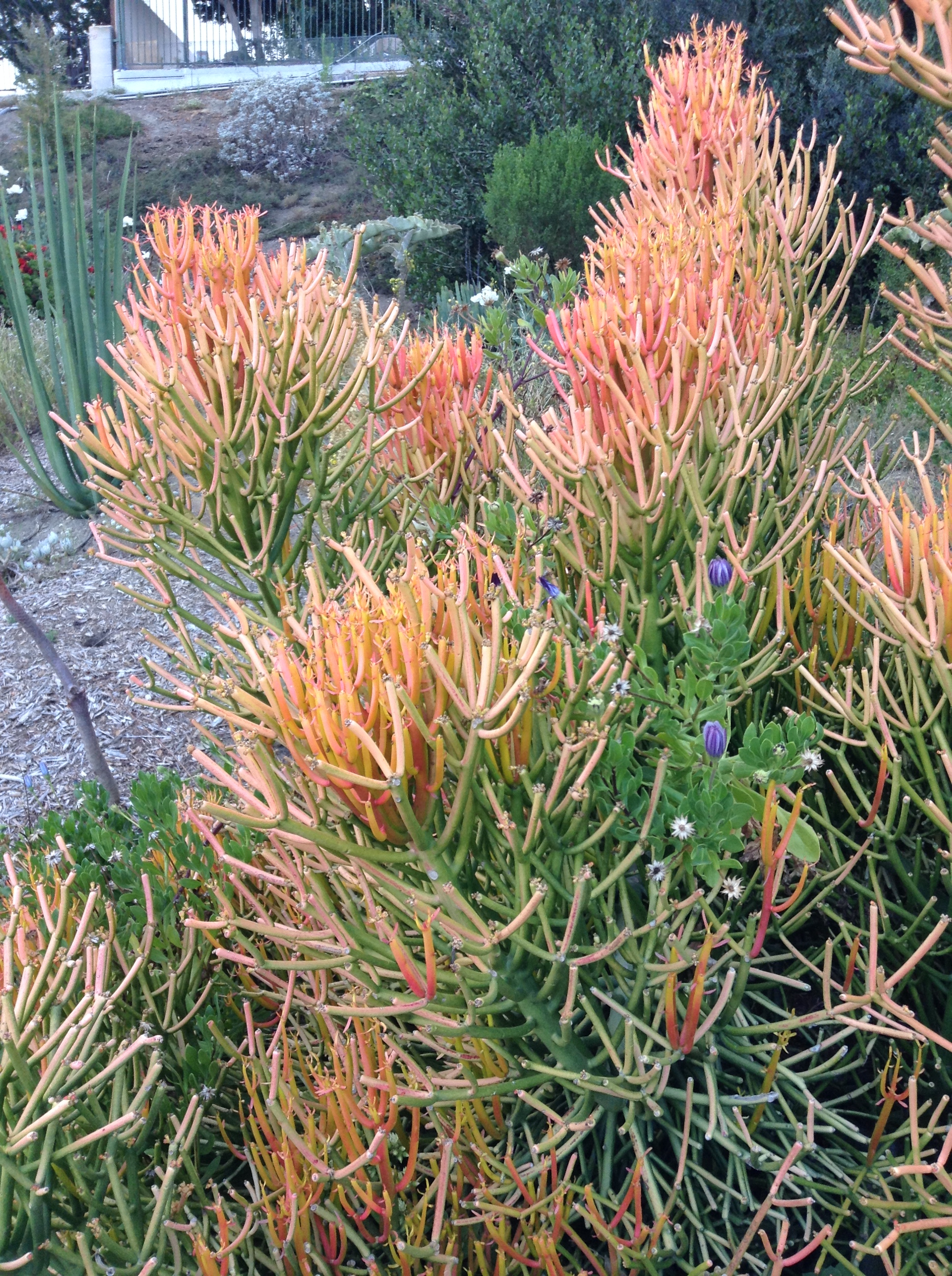 Niguel_Botanical_Preserve_0516-004-full-size.jpg