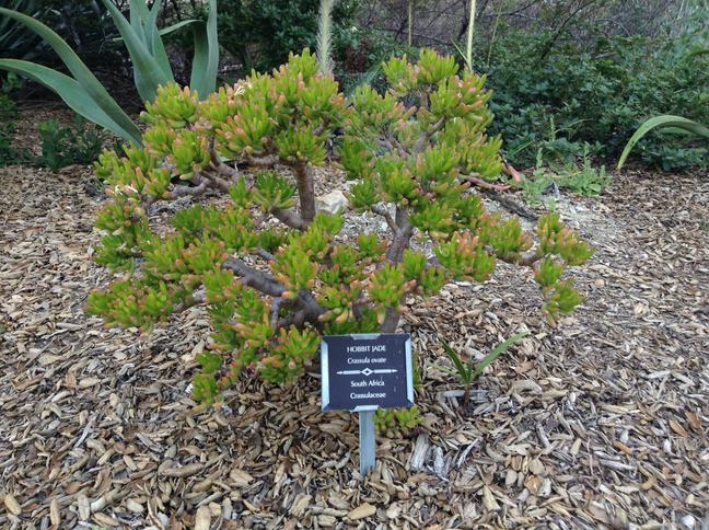 Niguel_Botanical_Preserve_0516-007.jpg