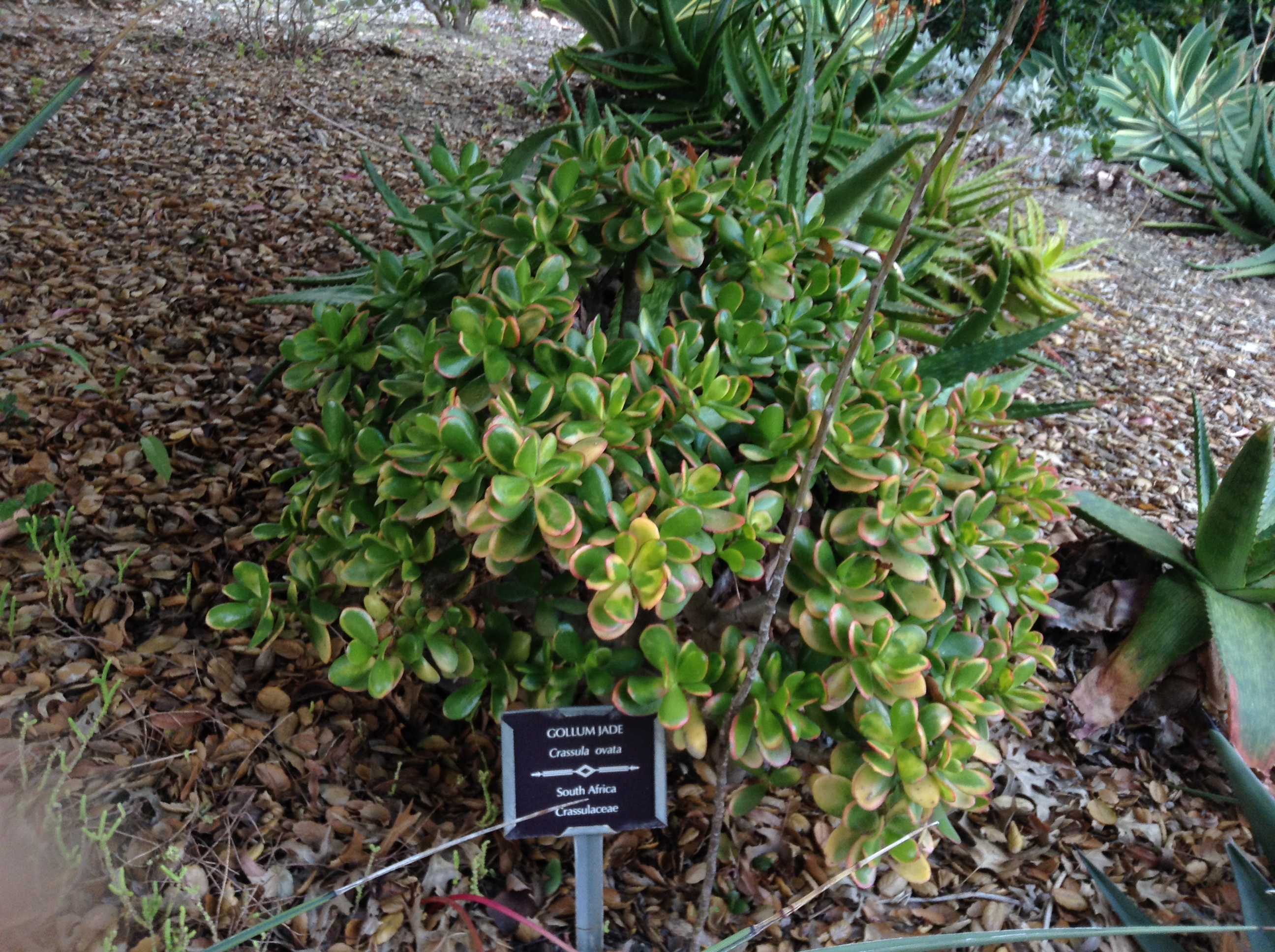 Niguel_Botanical_Preserve_0516-008-full-size.jpg