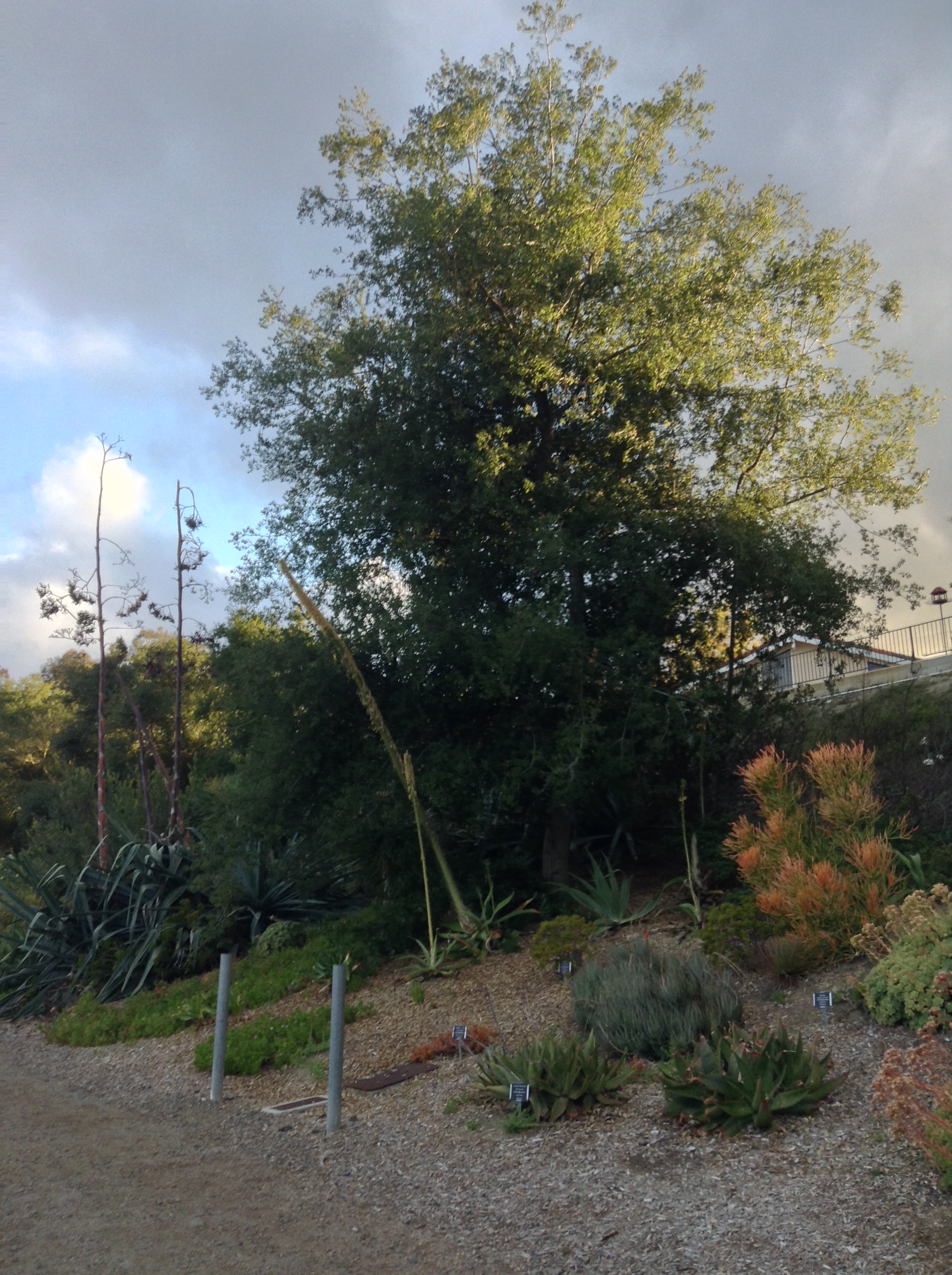Niguel_Botanical_Preserve_0516-009-full-size.jpg