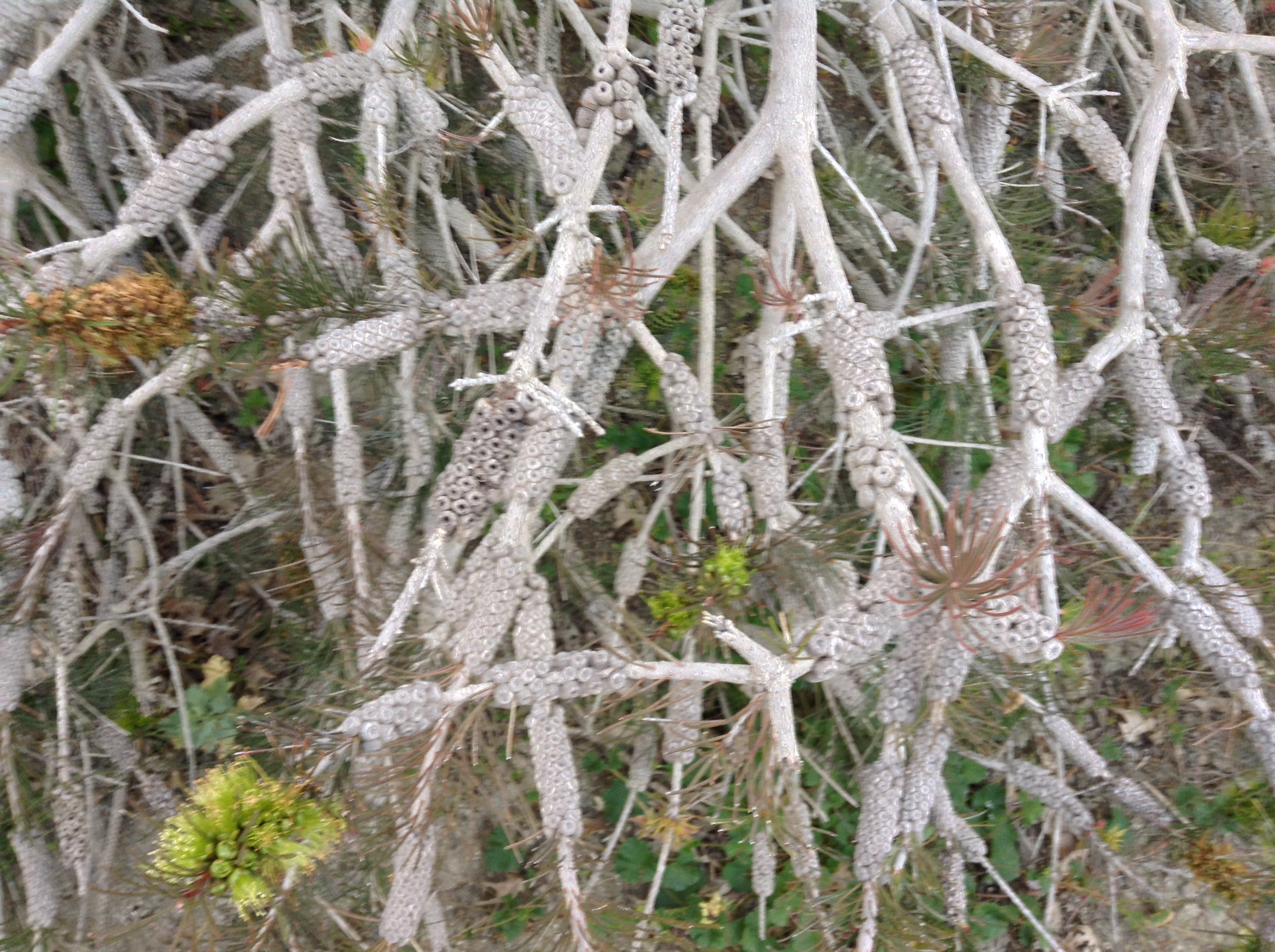 Niguel_Botanical_Preserve_0516-012-full-size.jpg