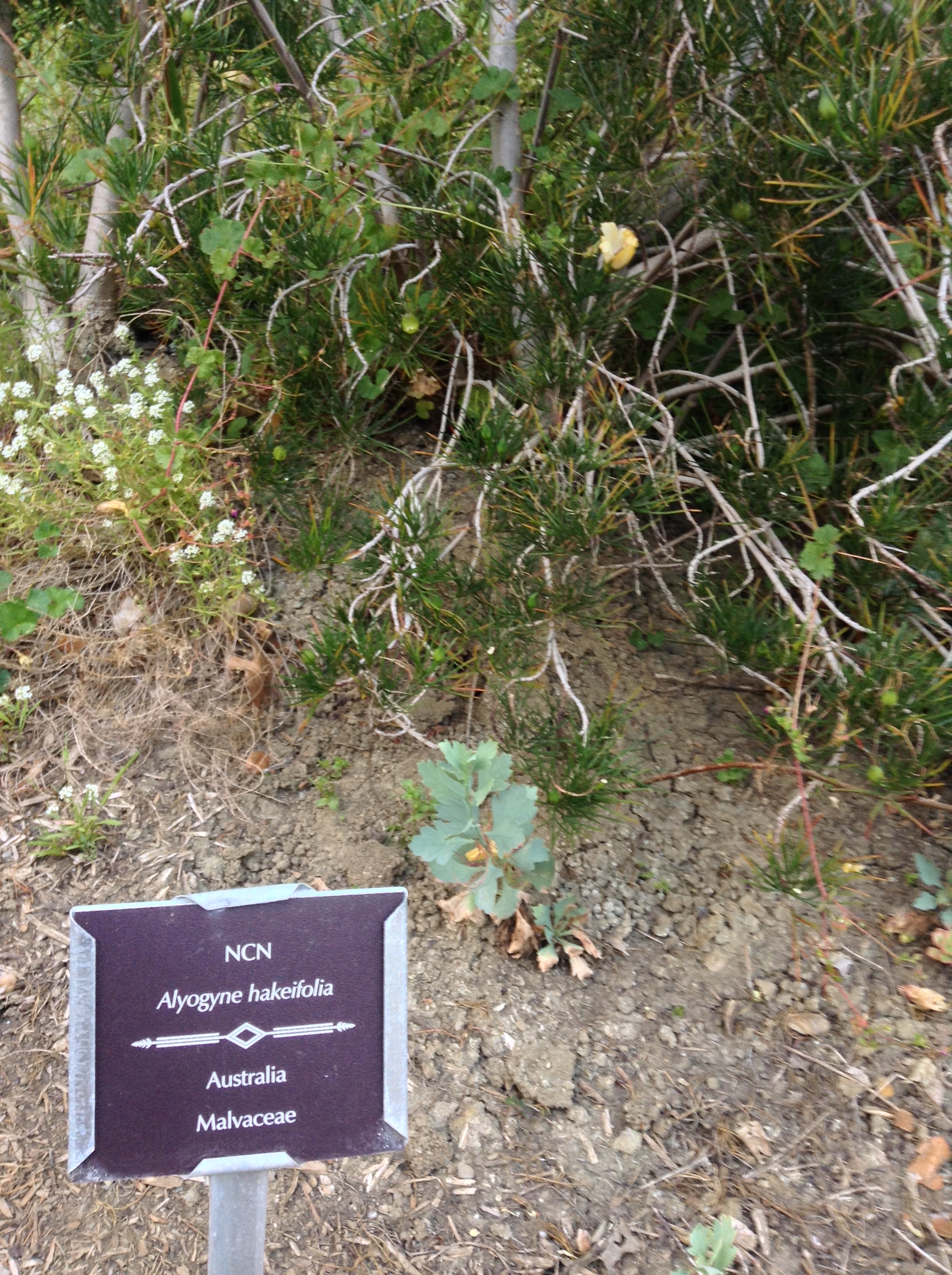 Niguel_Botanical_Preserve_0516-013-full-size.jpg