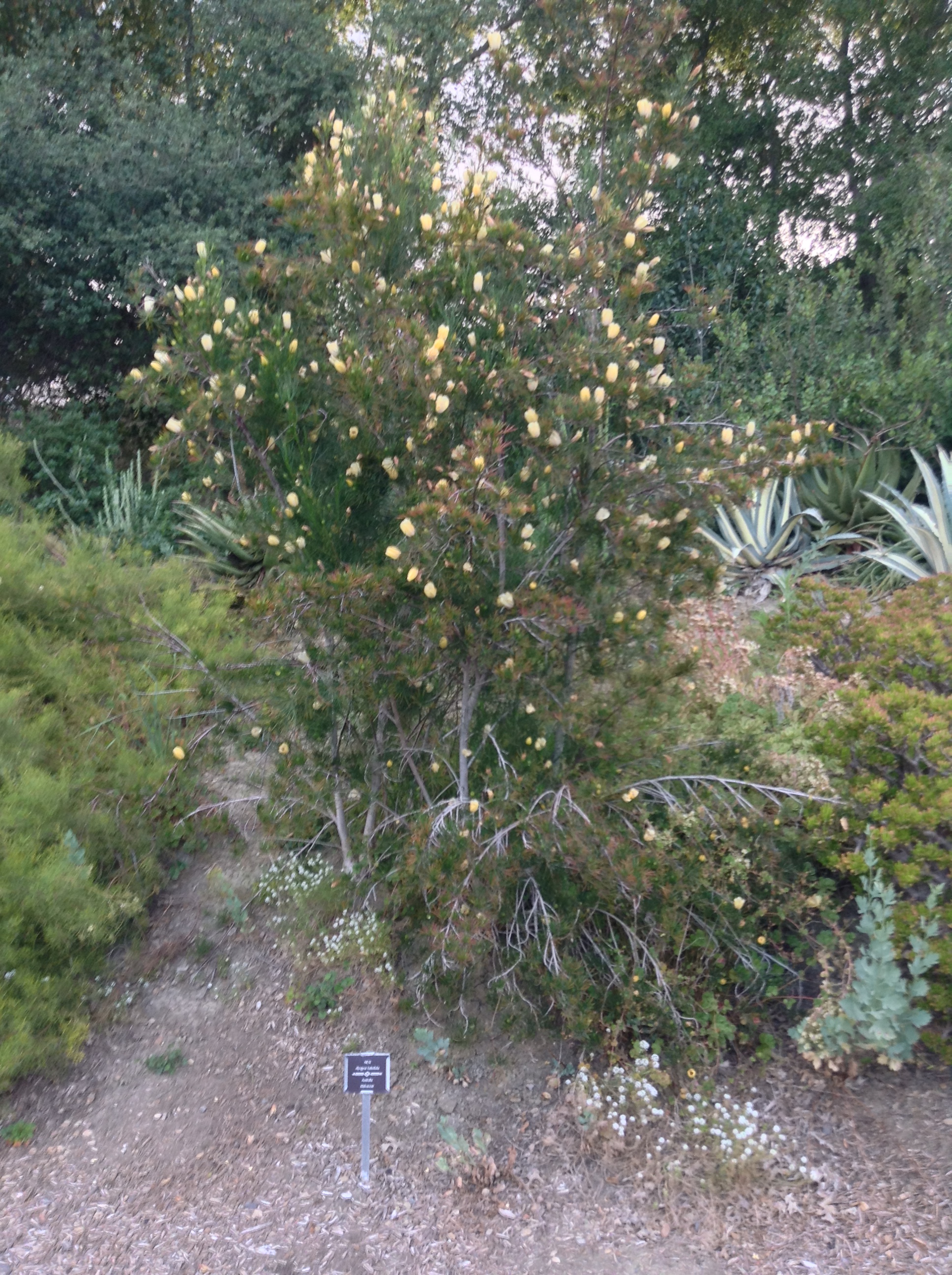 Niguel_Botanical_Preserve_0516-014-full-size.jpg
