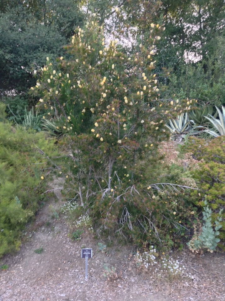 Niguel_Botanical_Preserve_0516-014-large.jpg