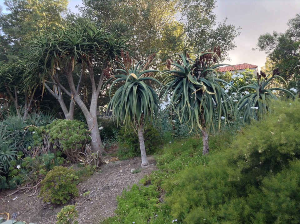 Niguel_Botanical_Preserve_0516-015-large.jpg