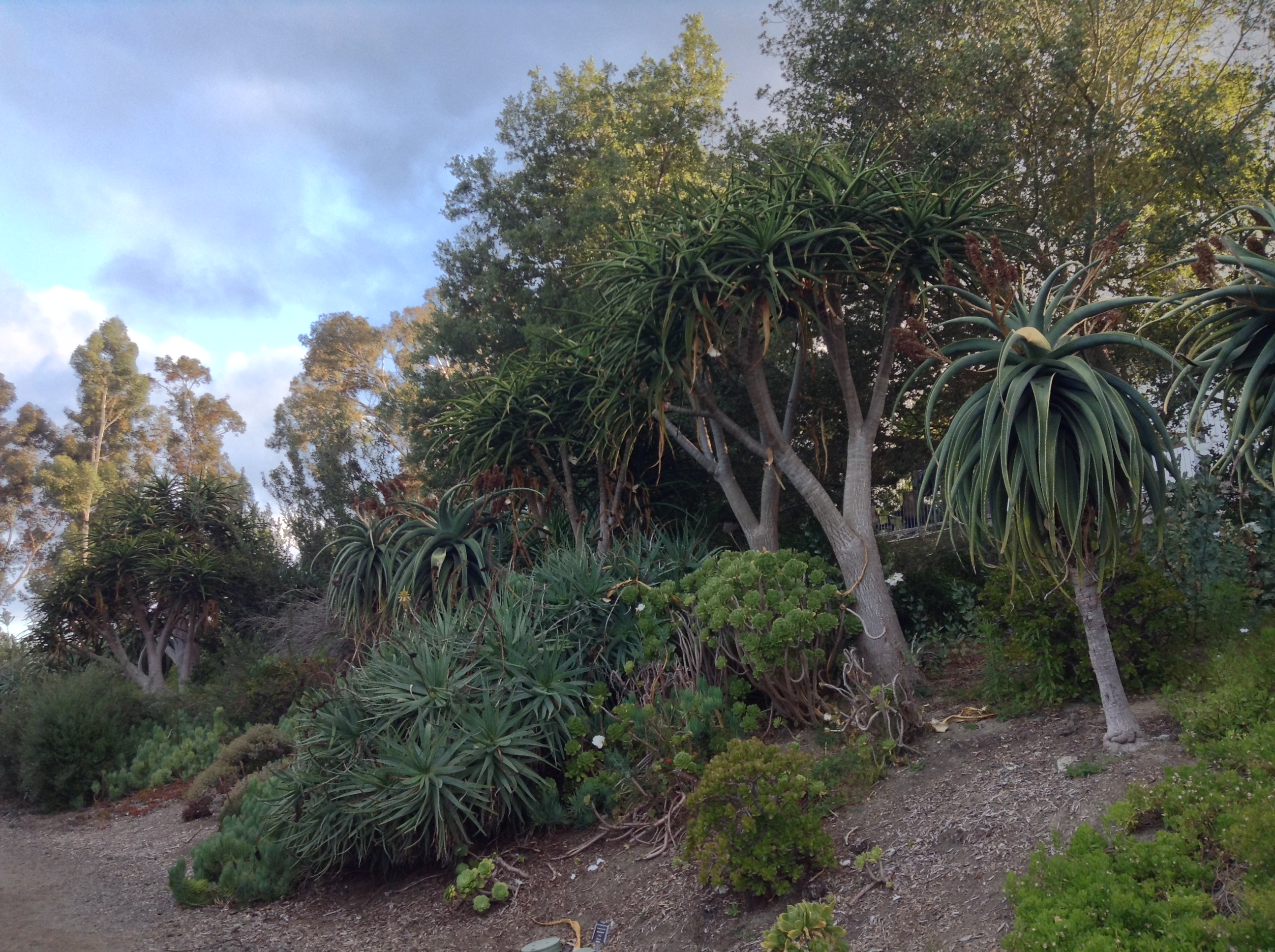 Niguel_Botanical_Preserve_0516-016-full-size.jpg