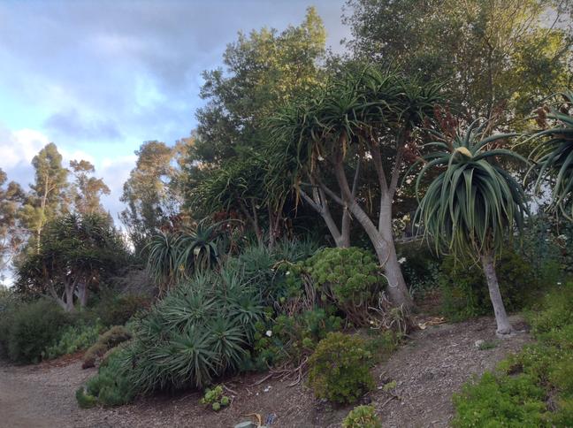 Niguel_Botanical_Preserve_0516-016.jpg