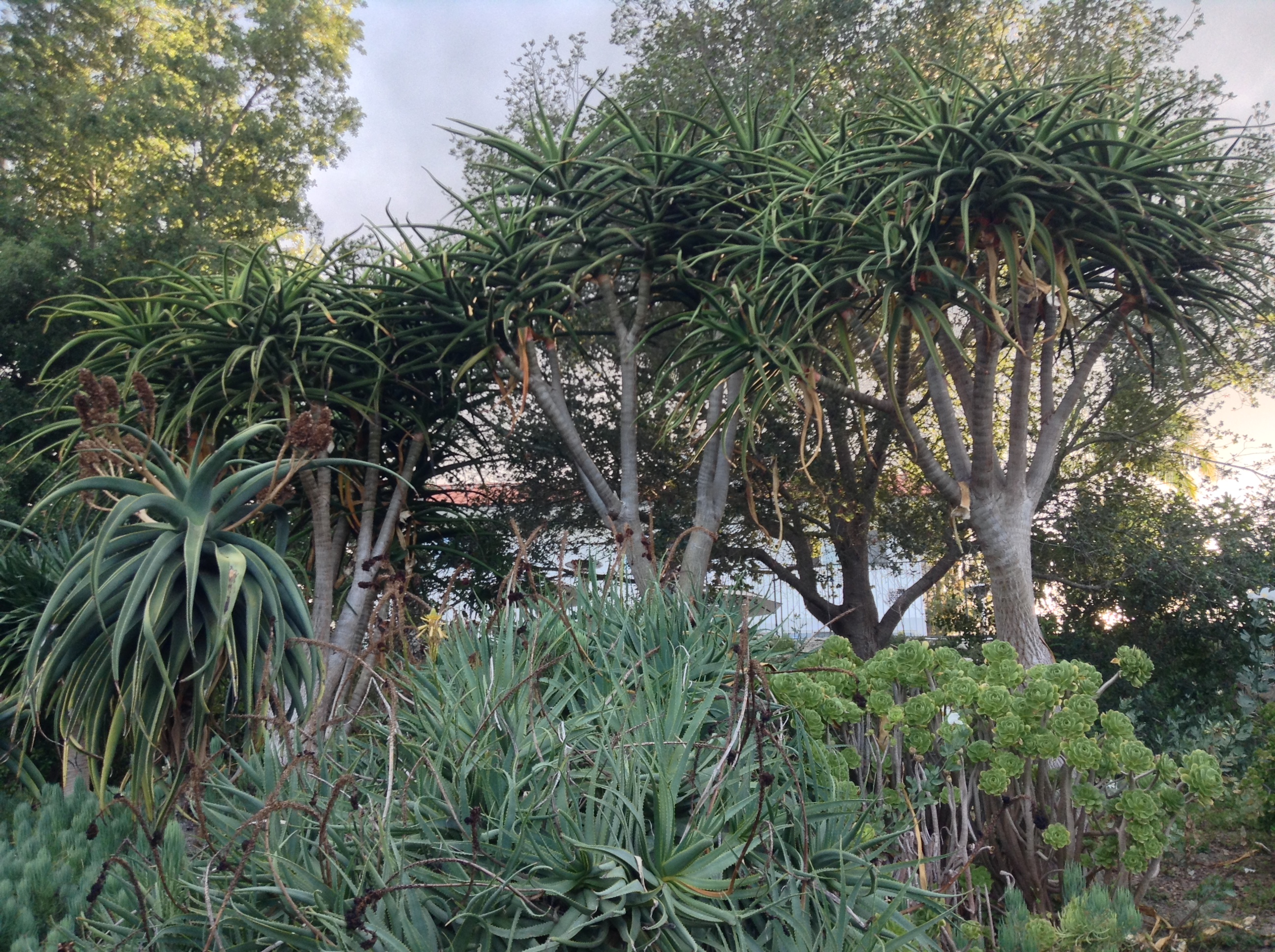 Niguel_Botanical_Preserve_0516-017-full-size.jpg