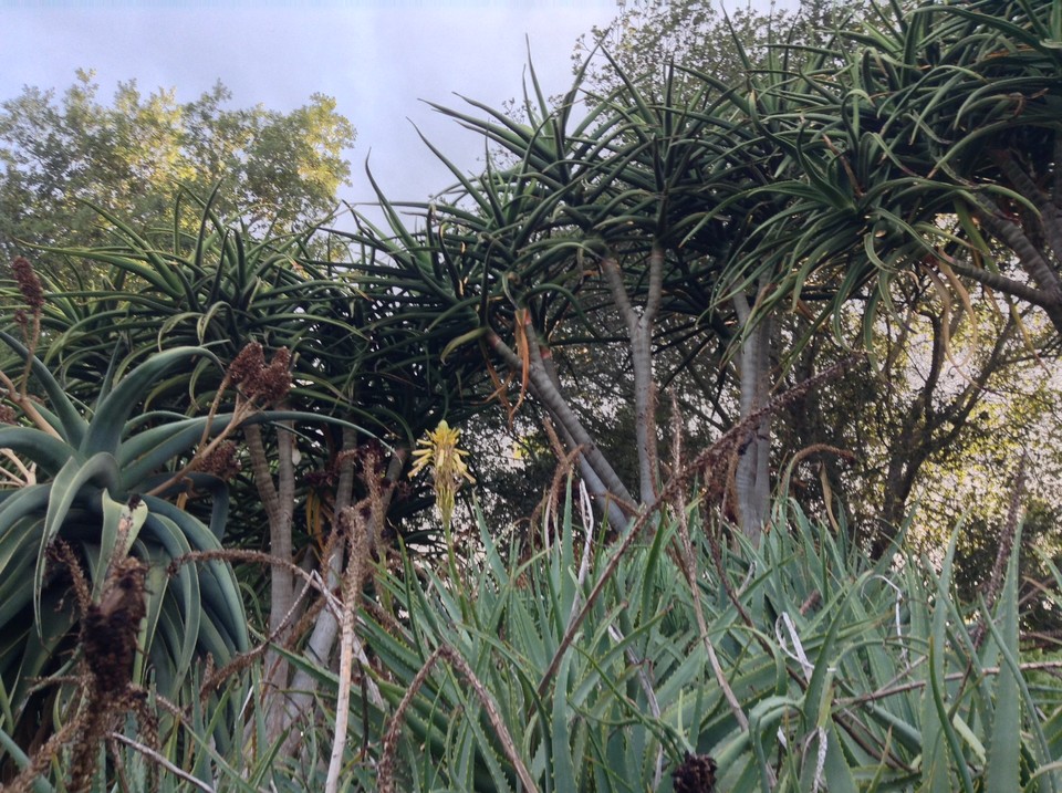 Niguel_Botanical_Preserve_0516-018-large.jpg