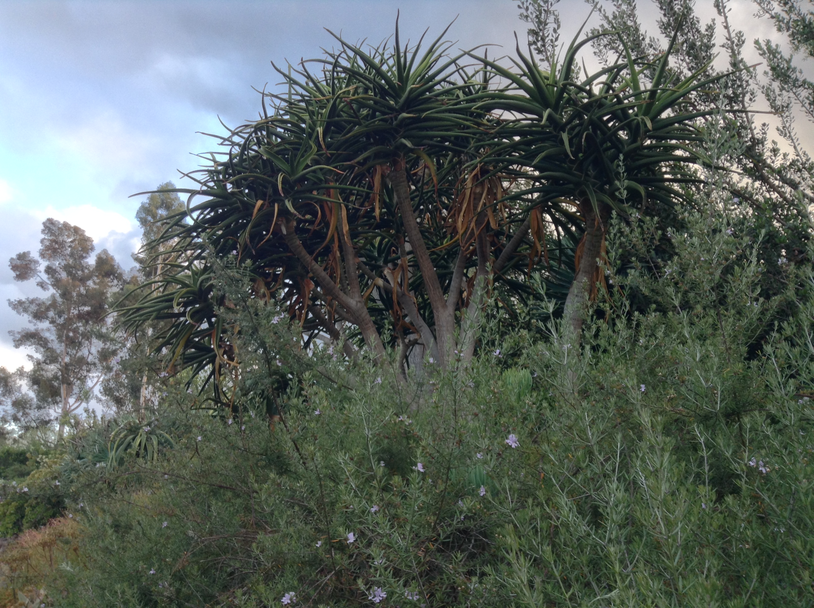 Niguel_Botanical_Preserve_0516-020-full-size.jpg