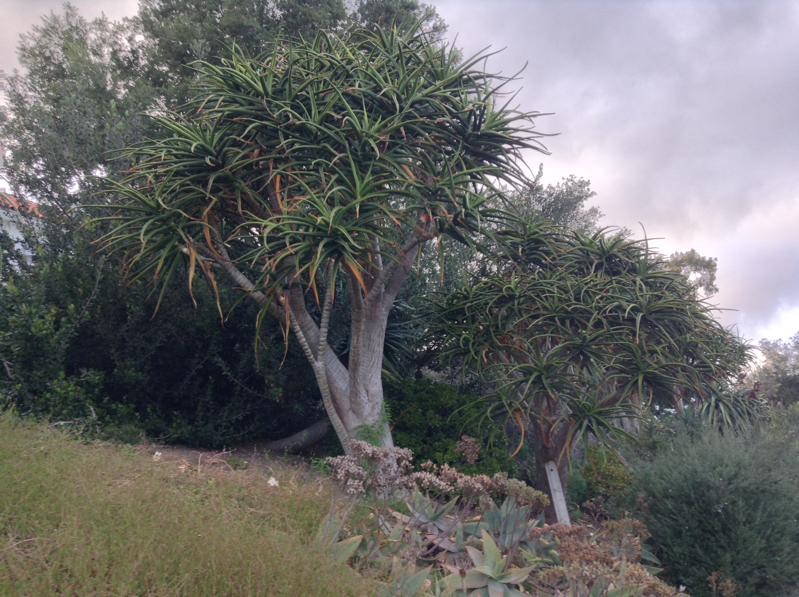 Niguel_Botanical_Preserve_0516-021-full-size.jpg