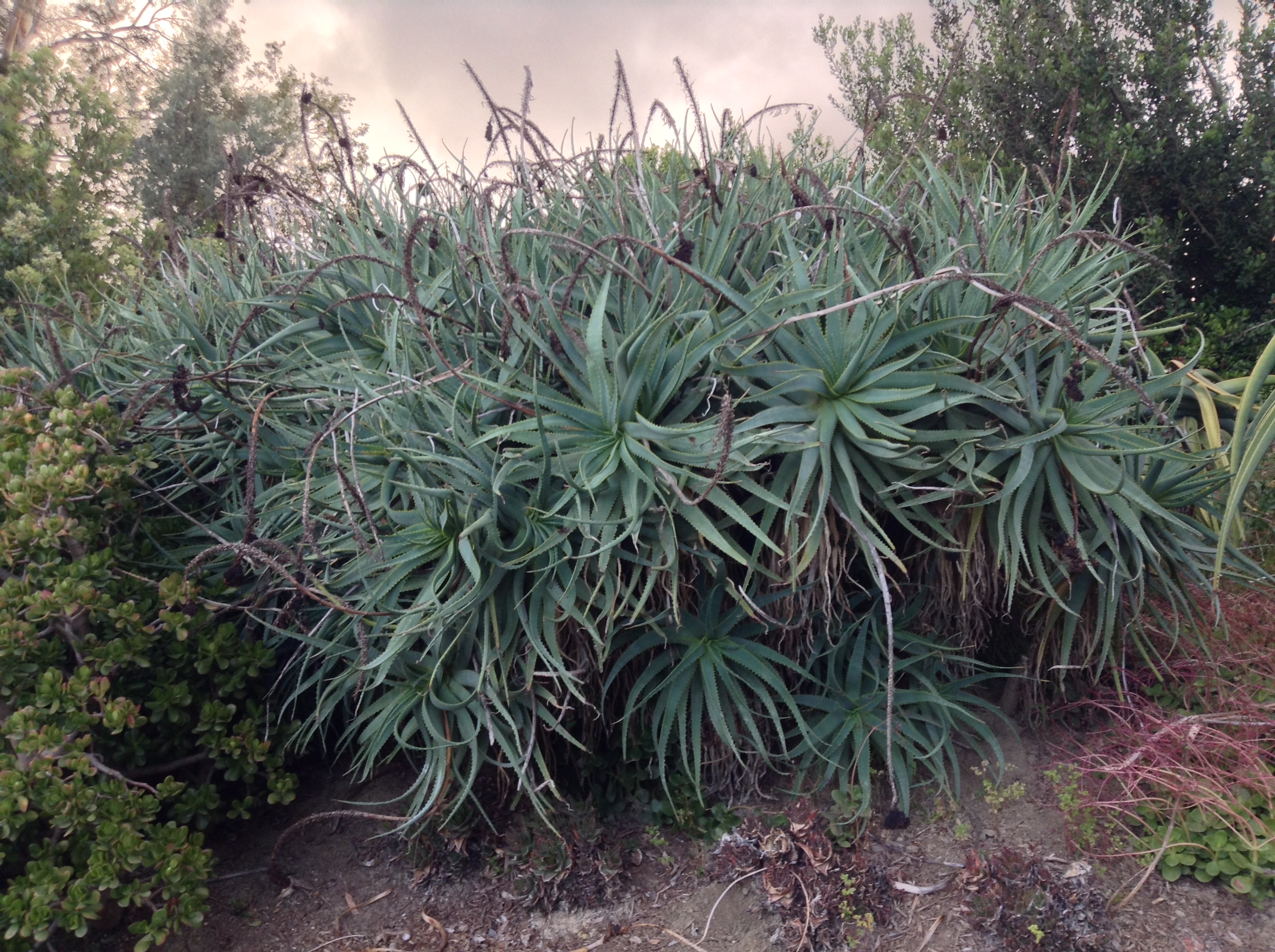 Niguel_Botanical_Preserve_0516-022-full-size.jpg