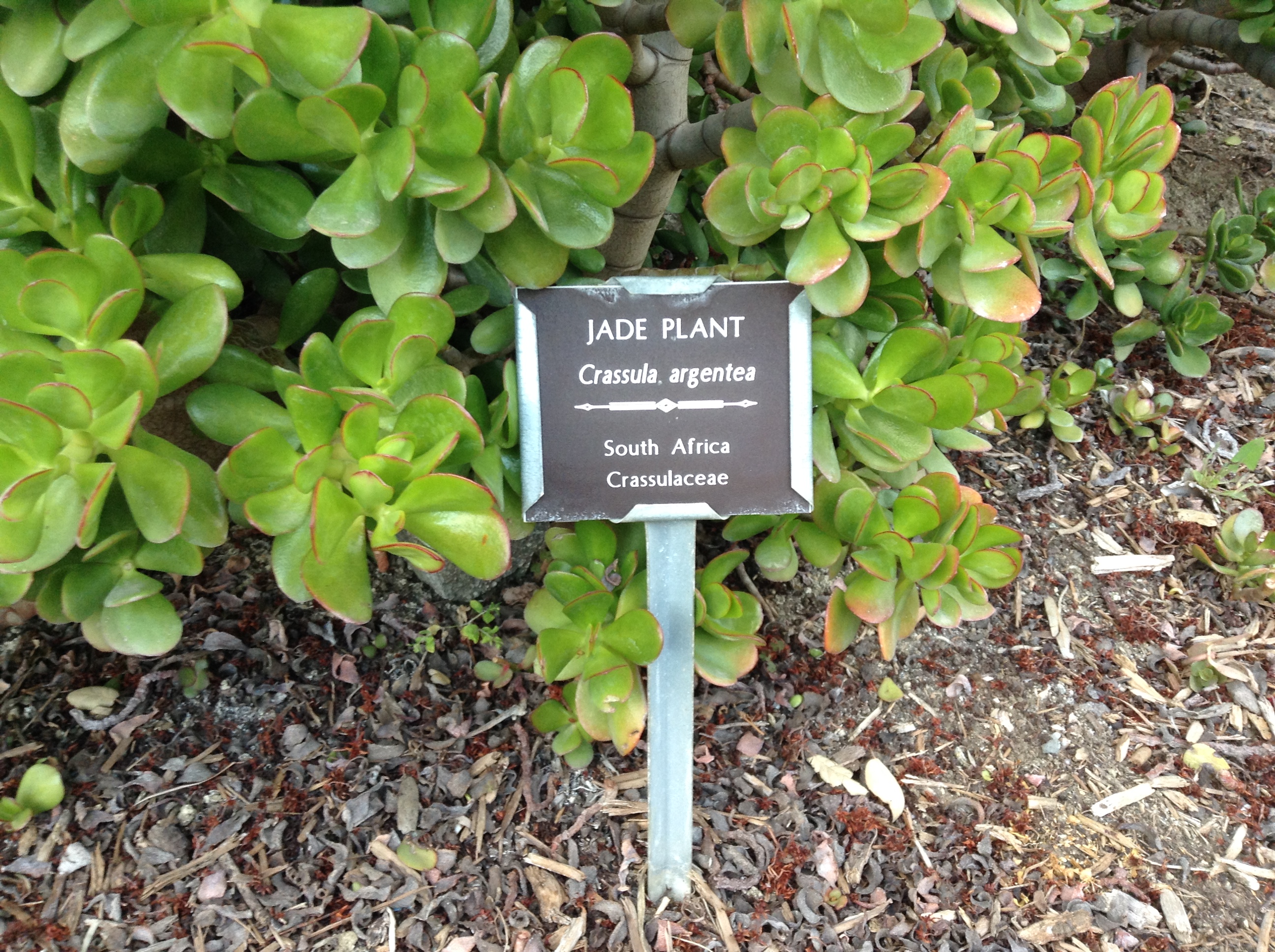 Niguel_Botanical_Preserve_0516-023-full-size.jpg