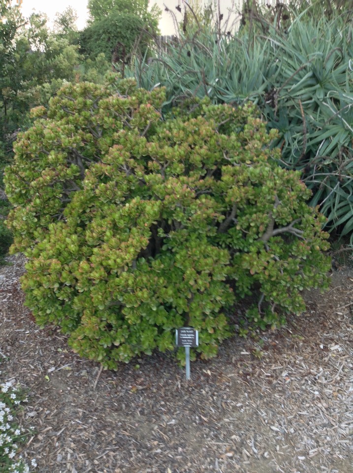 Niguel_Botanical_Preserve_0516-024-large.jpg