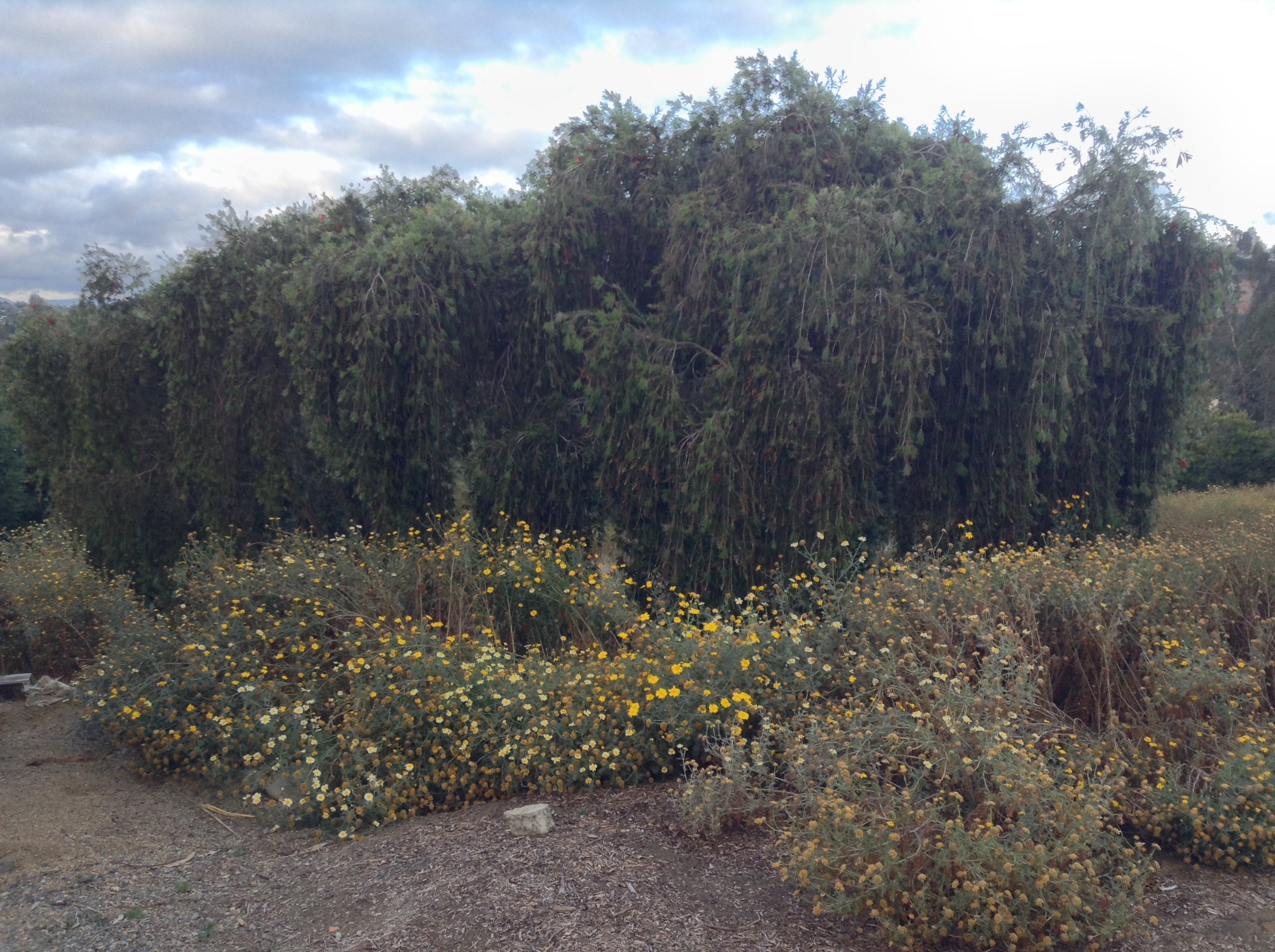 Niguel_Botanical_Preserve_0516-028-full-size.jpg