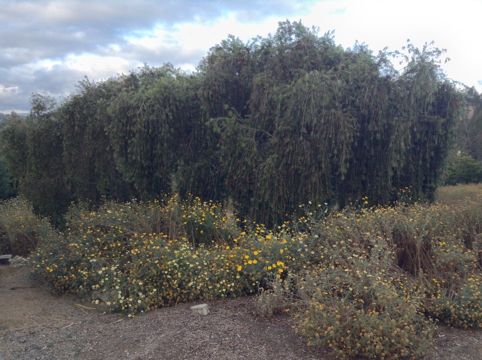 Niguel_Botanical_Preserve_0516-028-large.jpg