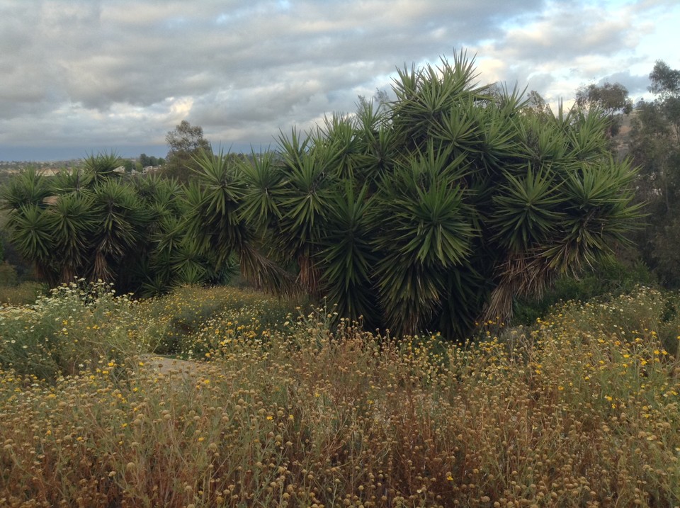 Niguel_Botanical_Preserve_0516-031-large.jpg