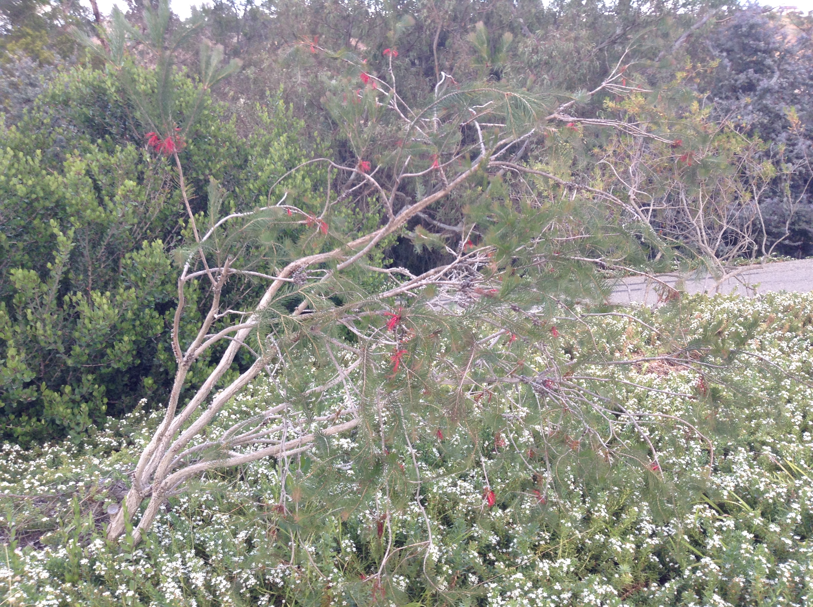 Niguel_Botanical_Preserve_0516-032-full-size.jpg