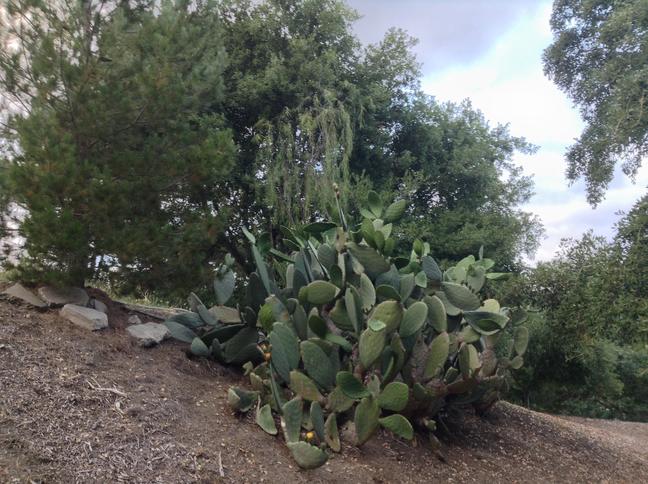 Niguel_Botanical_Preserve_0516-035.jpg
