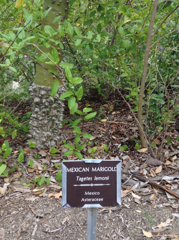 Niguel_Botanical_Preserve_0516-040-large.jpg