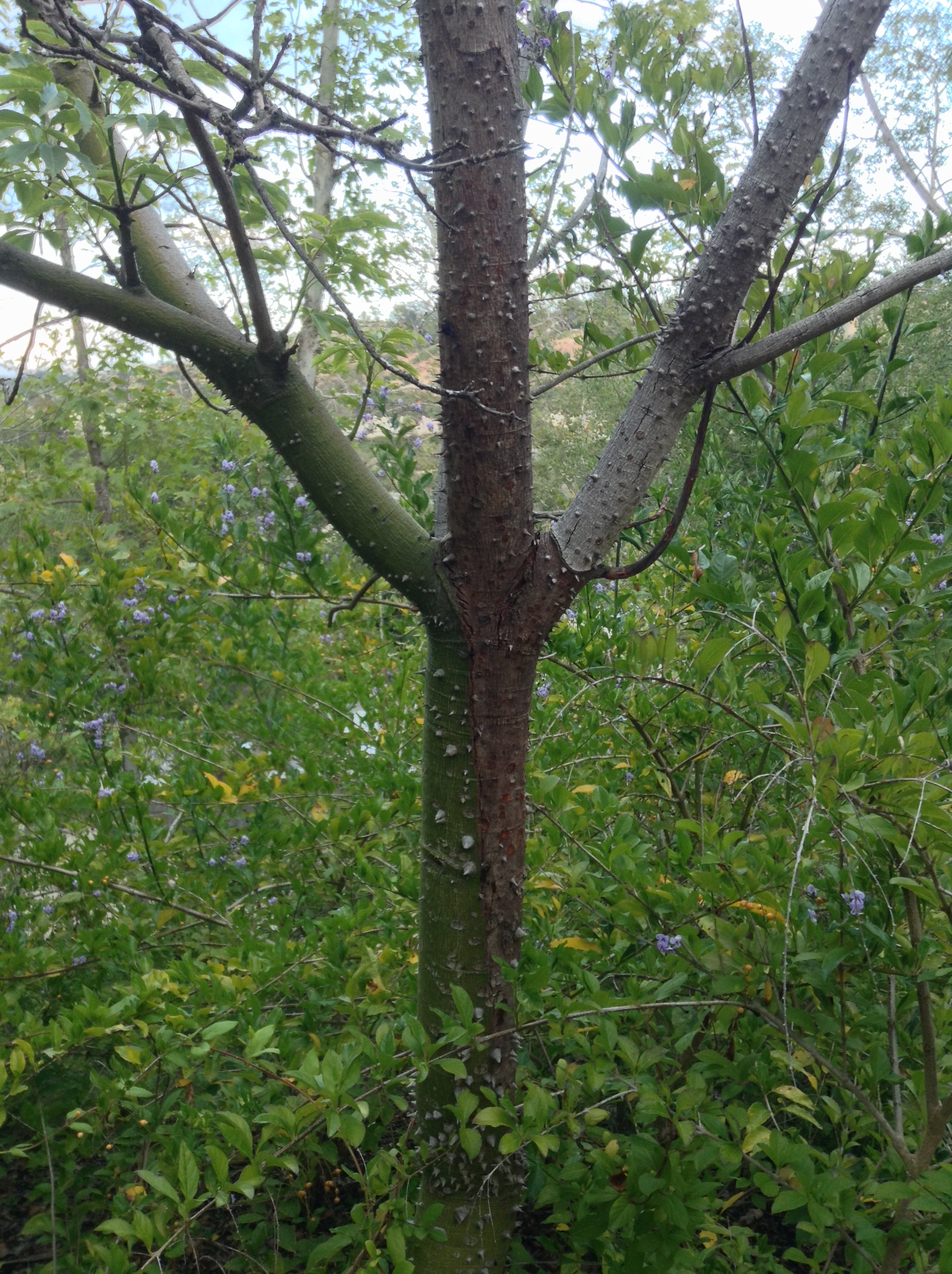 Niguel_Botanical_Preserve_0516-041-full-size.jpg